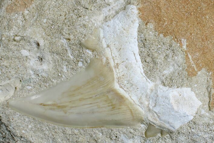 Otodus Shark Tooth Fossil in Rock - Eocene #171290